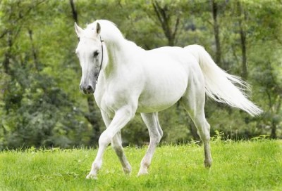 CAVALO BRANCO