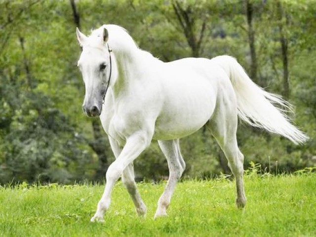 CAVALO BRANCO