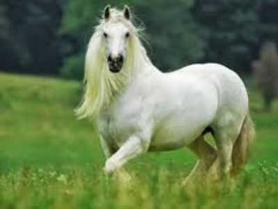 CAVALO BRANCO